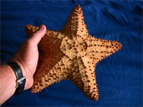 Raw Natural 9.5" Bahamian starfish, great interior decor